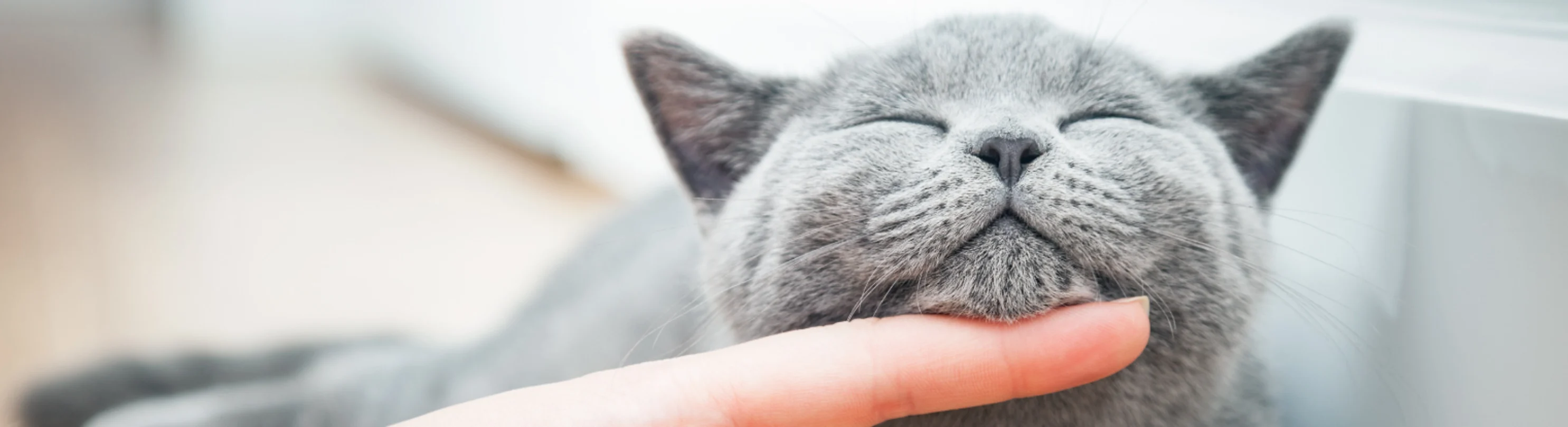 Gray cat chin scratch